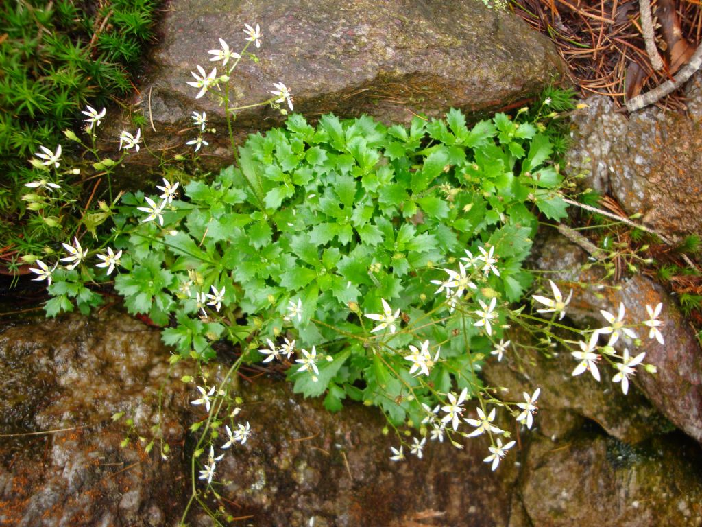 Saxifraga stellaris